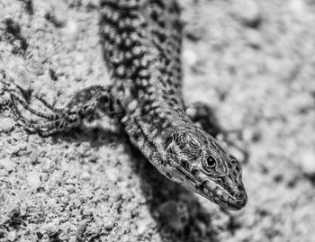 Close-up of lizard