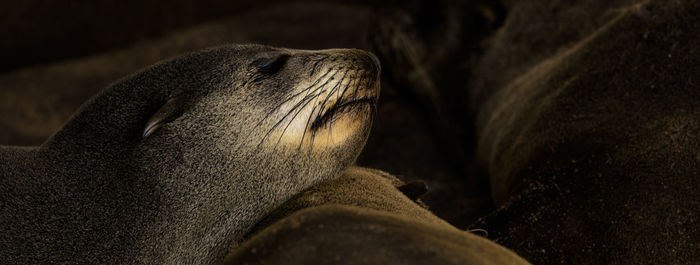 Seal at cape cross, a national park at the coast of namibia