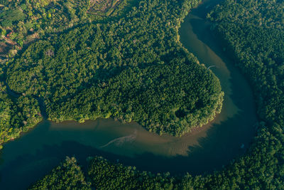 High angle view of plants on land