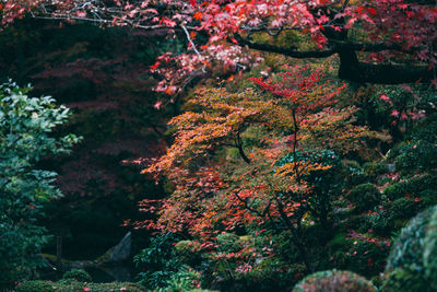 Plants growing on tree