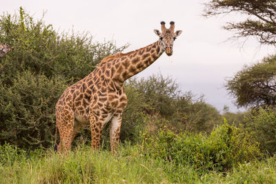 Giraffe standing on grass