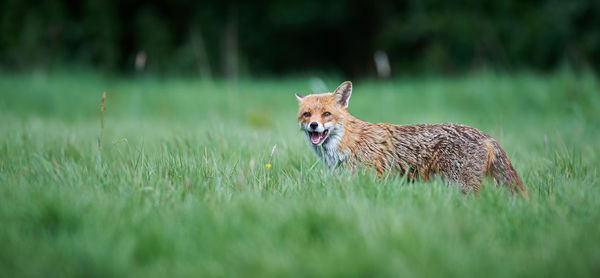 Side view of fox standing on grassy field
