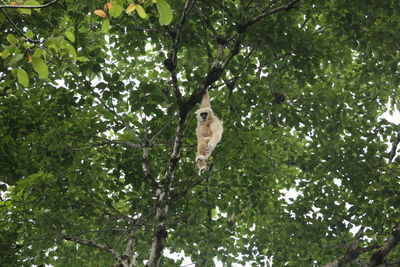 Low angle view of bird on tree