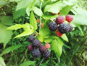 Close-up of strawberries on tree