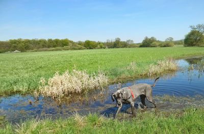 View of dog on field by lake