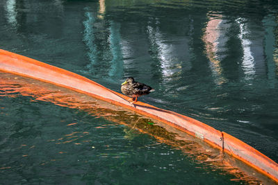 High angle view of bird perching on lake