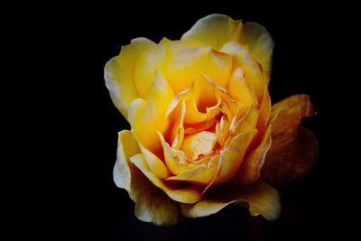 Close-up of yellow flower over black background