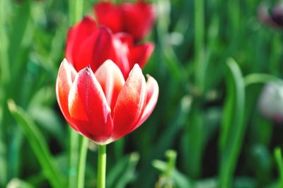 Close-up of red tulip