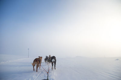 A beautiful husky dog team pulling a sled in beautiful norway morning scenery. 