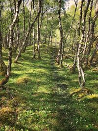 Trees growing in forest