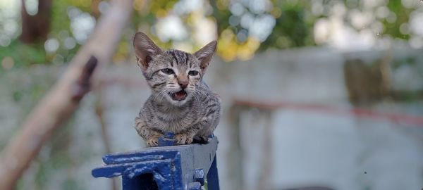 Close-up of cat