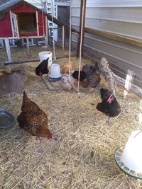 High angle view of birds on the ground