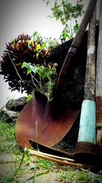 Close-up of plant against sky