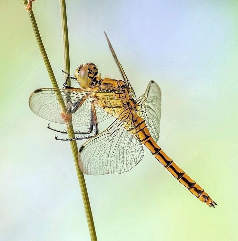 animal themes, low angle view, animals in the wild, one animal, insect, wildlife, clear sky, dragonfly, rope, day, outdoors, no people, close-up, sky, metal, full length, animal wing, nature, focus on foreground, copy space