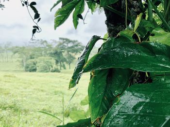 Close-up of wet leaves on field