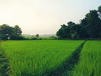 Scenic view of agricultural field against sky