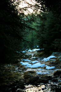 Trees growing in forest