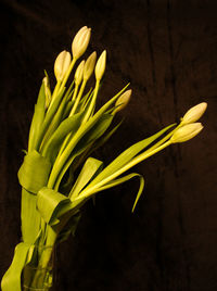 Close-up of yellow flower against black background