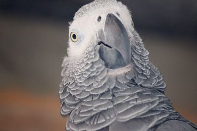 Close-up of a bird