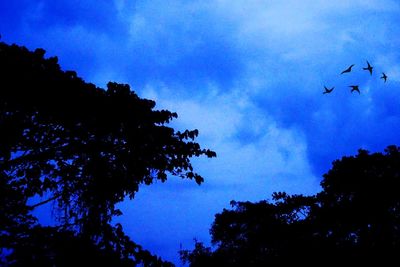 Low angle view of silhouette birds flying against blue sky