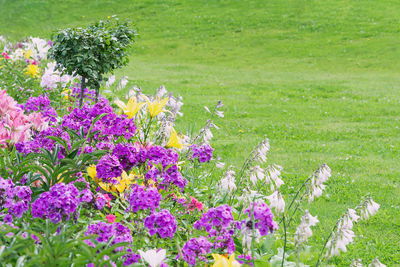 Purple flowers in garden