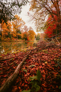 Trees in forest