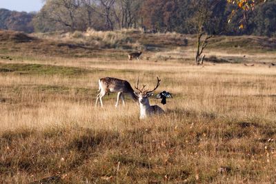 Stags resting on grassy field