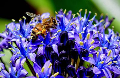 Close-up of bee on purple flowers