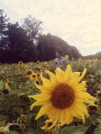 Close-up of sunflower blooming on field against sky