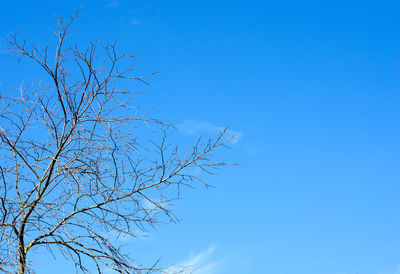 Low angle view of bare tree against clear blue sky