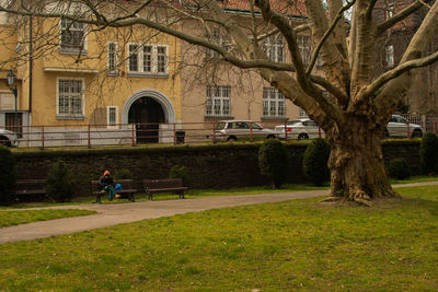 Trees and buildings in city