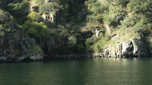 Scenic view of river amidst trees