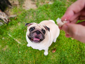Cropped hand holding dog