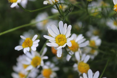 Close-up of white daisy flowers