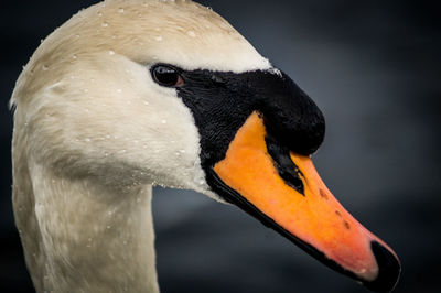 Close-up of swan