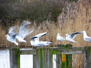 Seagull in water