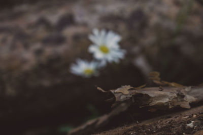 Close-up of white flower