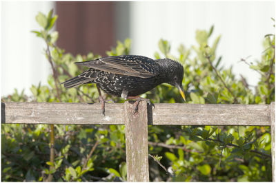 Close-up of bird perching on wood