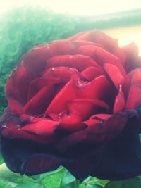 Close-up of red flowers