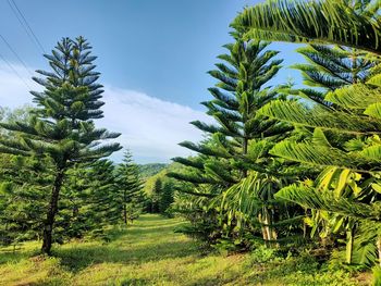 Panoramic view of trees against sky