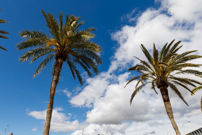 Low angle view of palm tree against sky