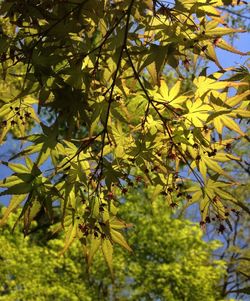 Low angle view of trees