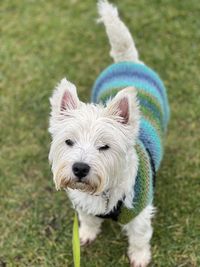 Portrait of dog on field