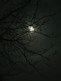 Low angle view of bare trees against sky at night