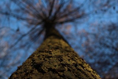 Low angle view of tree against sky