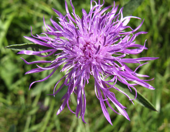 Close-up of purple flowering plant