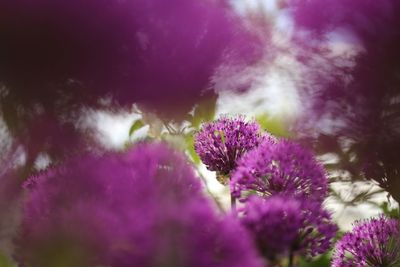 Close-up of purple flowers