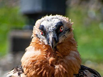 Bearded vulture head