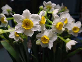 Close-up of daffodils blooming outdoors