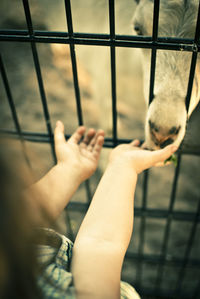Close-up of child feeding animal in cage